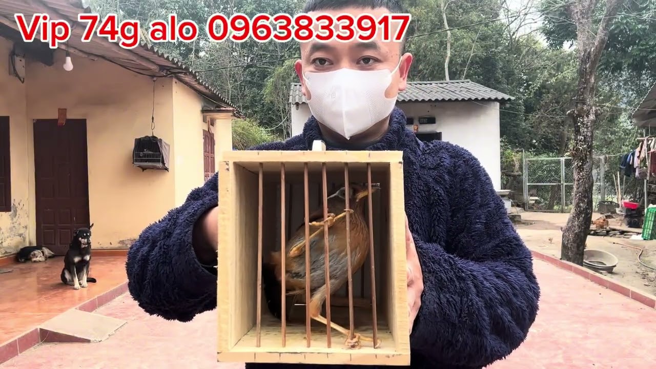 3-1 mộc chiến 74g mắt tàn thuốc vs mộc chiến lông xanh đầu vuông siêu nét 0963833917