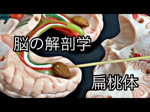 脳の解剖学。扁桃体を解説してみた