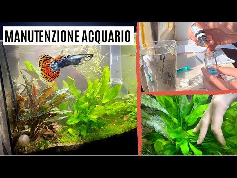 Video: Come mantenere il pesce Betta (con immagini)