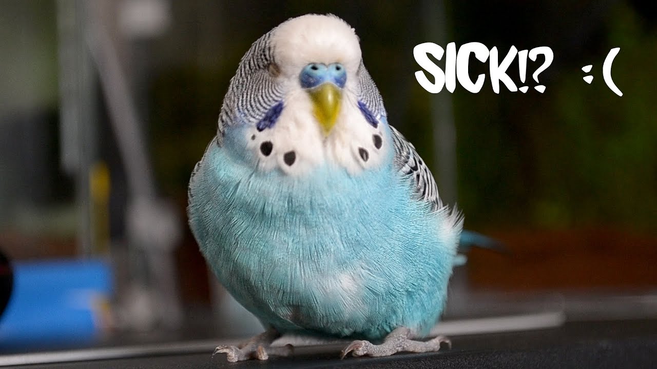 sick budgie