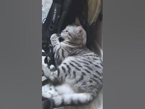Всё могут короли!!! - YouTube