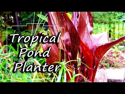 Tropical Aquatic Planter With Cannas & Papyrus