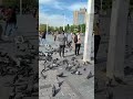 صحنه زیبا از پرنده های آزاد در مرکز شهر زیبای استانبول
