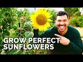 How to Grow Sunflowers Successfully At Home 🌻