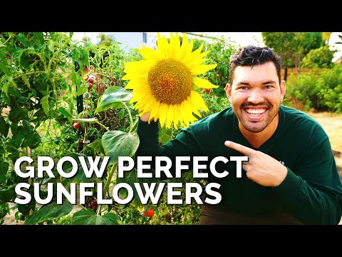 Video: Planting av solsikker: Hvordan plante solsikkefrø