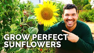 How to Grow Sunflowers Successfully At Home 🌻