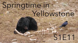 Springtime in Yellowstone | Behind The Lens | S1E11 | Inspire Wild Media by Inspire Wild Media 321 views 4 years ago 6 minutes, 48 seconds