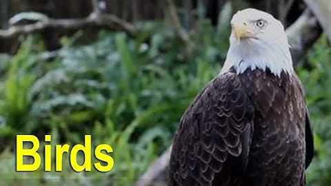 Most Endangered Species & Threatened Species: Birds on the Endangered Species List