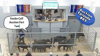 Feeder Calves Part Two on 02/17/2026