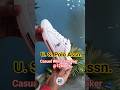 U. S. Polo Assn. Casual White Sneaker for Men #uspashoes #uspa #whitesneakers #casualshoes #reels
