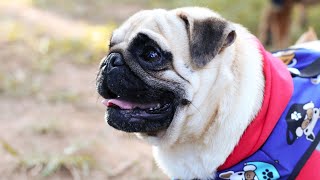 Creating a Safe and Pup Friendly Home for Your Pug