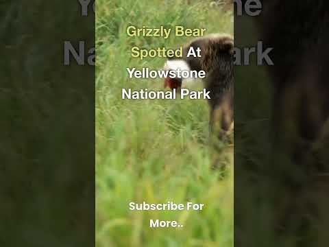 💜 Grizzly Bear Spotted At Yellowstone National Park