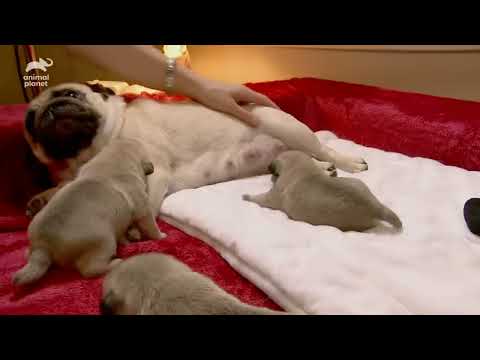 Pug Rottweiler And Mini Australian Shepherd Puppies Too Cute Full Episode 