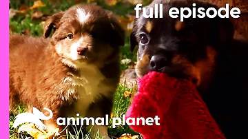 Pug, Rottweiler, and Mini Australian Shepherd Puppies! | Too Cute! (Full Episode)