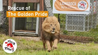 Our BIGGEST big cat rescue in South Africa: 10 LIONS RESCUED! #GoldenPride 🦁🇿🇦