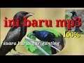 Ini Baru Suara Burung Srigunting Mp3 - Mp4 Download