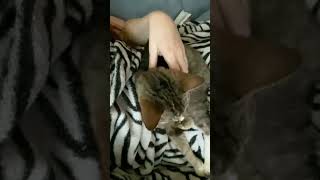 Details Pregnancy journal | I was able to clean some + an old video of Tiggy | 18 weeks pregnant Update