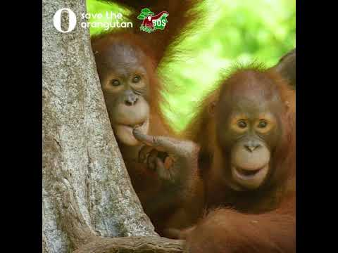 Video: 5 platser att se orangutanger på Borneo