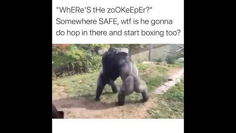 Two Gorillas Fighting 🤯 | Who