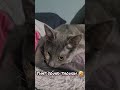 Luna shows love to Dad's robe 😆 #purring #tortiecat #graycat #purringcats
