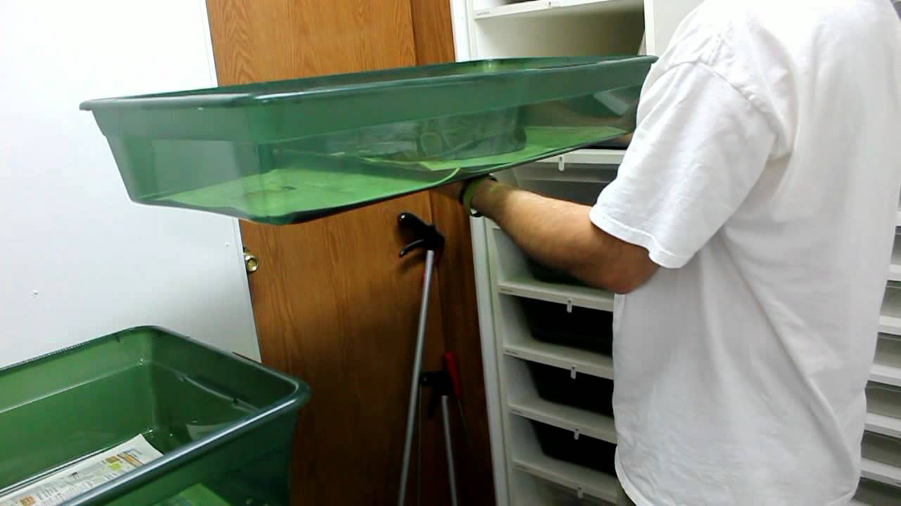 kids anka Bumblebee X Normal Clutch 7-20-12