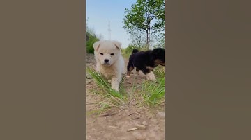 Animal’s confusing behavior #animal #viral #trending