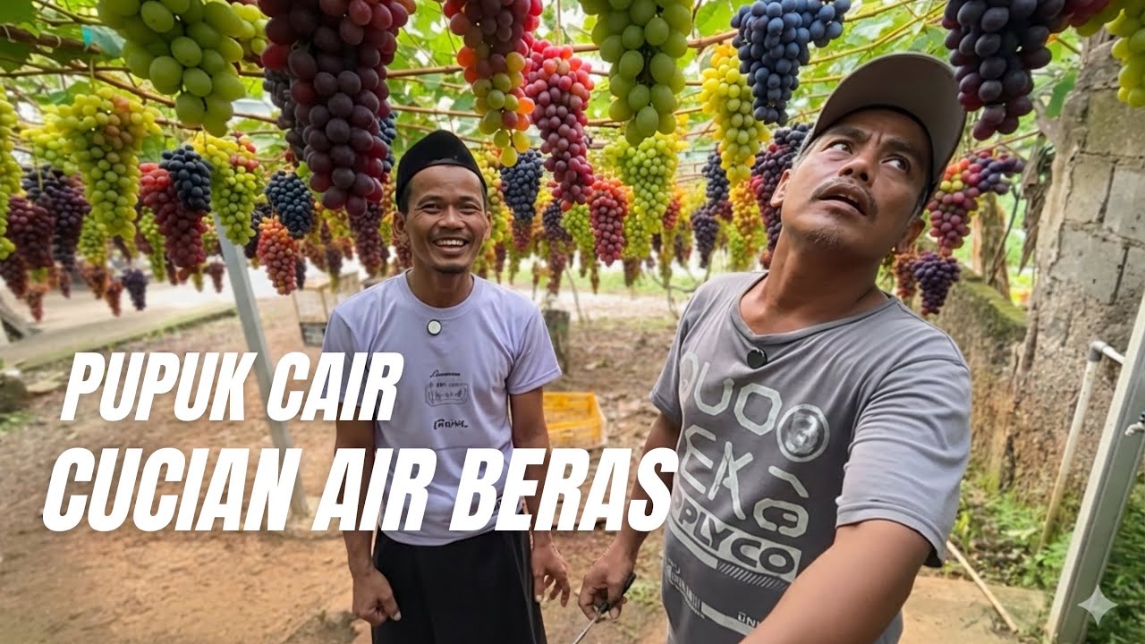 Rahasia POC Air Beras, Pohon Anggur Berbuah Lebat