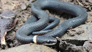 Quick Facts About the Northern Ringneck Snake