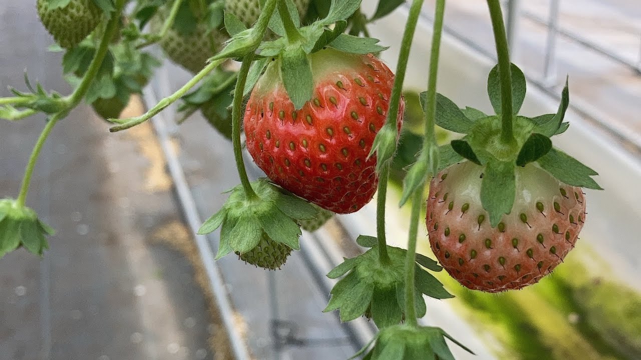 First-Year Farmer] How to Propagate Strawberry Runners #Strawberry