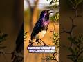 Shimmering Songs of the Violet backed Starling #birdsongs