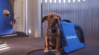 Southwest Airlines Flies Pups to the Puppy Bowl