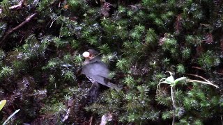 Sunda Cuckoo parasitizes the nest of a Mountain Leaf Warbler at Mount Kinabalu, Borneo.