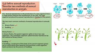 Define asexual reproduction. Describe two methods of asexual reproduction in animals.