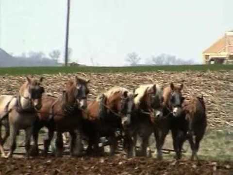 The Amish in Pa. Ploughing , Working horses. Blind...