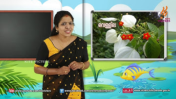 KITE VICTERS STD 02 Malayalam Class 34 (First Bell-ഫസ്റ്റ് ബെല്‍)