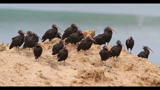 طائر أبو منجل الناسك أو طائر أبو منجل الأقرع الشمالي أو طائرأبو منجل الأصلع , Northern Bald Ibis