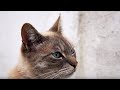 Cats Speaking Our Language | Cats Uncovered | BBC