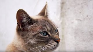 Cats Speaking Our Language - Cats Uncovered - BBC