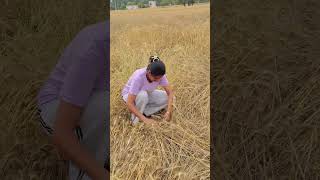 #ytshorts #youtubeshorts #shorts #trendingshorts #farm #farming #farmer #priyalkukreja #youtube
