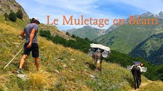 LE MULETAGE en Béarn