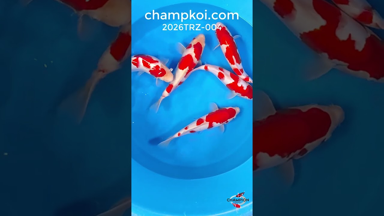 2026TRZ-004: 32-35cm Torazo Kohaku | ChampKoi - Champion Nishikigoi