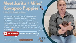 Litter Introduction: Meet Jarita + Miles’ Gorgeous Cavapoo Puppies 🐾💙