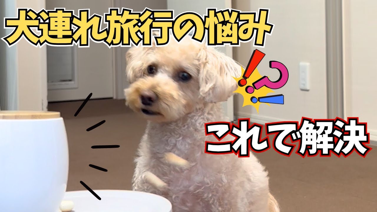 犬連れ旅行、これで不安なくなった【ペットカメラ】
