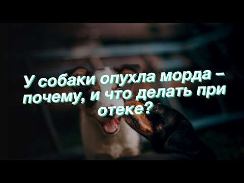 У собаки опухла морда – почему, и что делать при отеке?