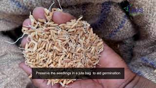 LINKS System of Rice Intensification - Episode 1 Nursery Practices Video