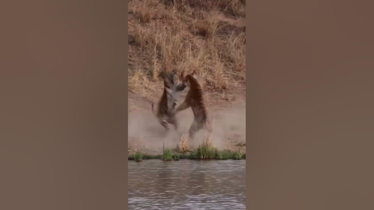 Lion VS Tiger | Tiger Vs Lion Comparison part5 2023 Video - PITDOG #