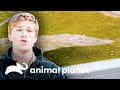 Un cocodrilo hace su debut en famoso espectáculo | Los Irwin: Robert al rescate | Animal Planet