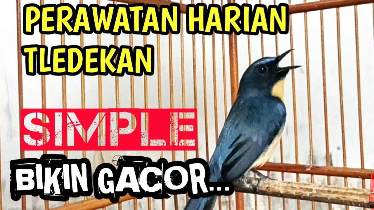 CARA MUDAH PERAWATAN TLEDEKAN GUNUNG BIAR GACOR alla @Jie_SGL