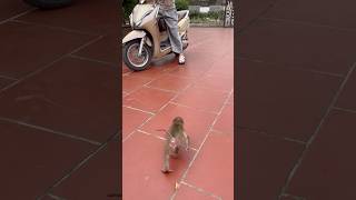 The baby monkey wants to go outside and play with its mother.