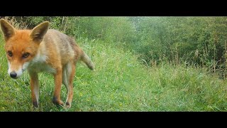 Vixen fox sneezes